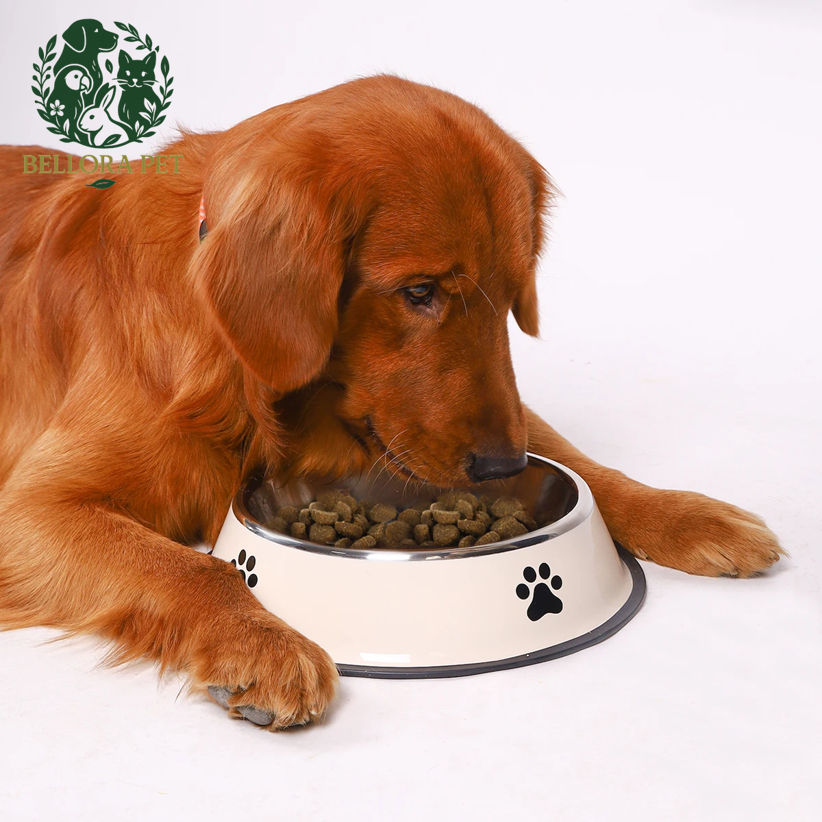 ChowChamp™ Stainless Steel Pet Bowl – Tough, Tidy & Tail-Wagging Ready